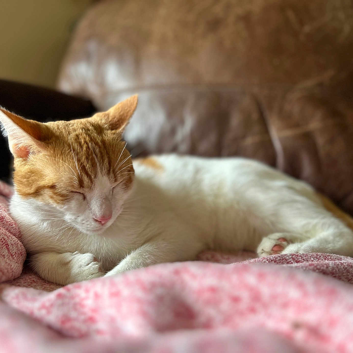 Milo joined the competition — help win amazing prizes! animal, blanket, cat, closed_eyes, comfort, couch, cozy, cute, domestic_animal, feline, fur, indoor, orange_and_white, paw, pet, relaxation, resting, sleeping, soft_texture, whiskers