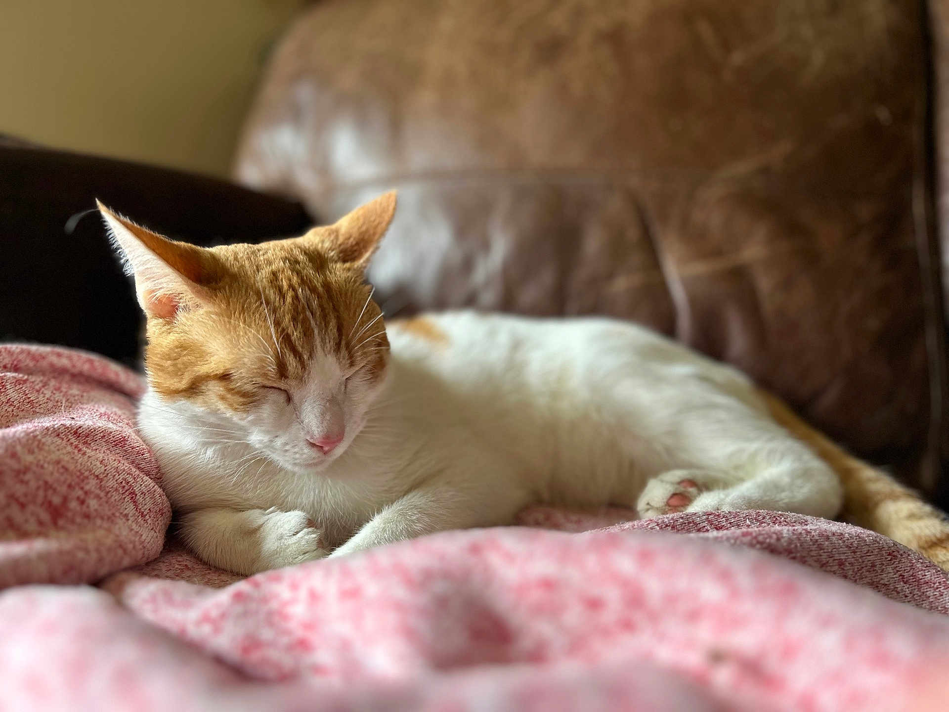 Milo