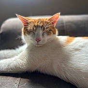 Milo joined the competition — help win amazing prizes! cat, orange_and_white, feline, pet, couch, resting, relaxed, sunlight, indoor, fur, whiskers, animal, sleeping, close_up, soft_light, cozy, domestic, mammal, cute, peaceful