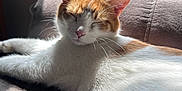 Milo is registered to the contest to win money with this photo: cat, orange_and_white_cat, sleeping, sunlight, couch, indoor, pet, feline, relaxed, whiskers, fur, close_up, home, domestic_animal, resting, cozy, shadow, soft_texture, peaceful, animal