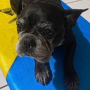 Jazz a rejoint le concours — aidez-le/la à gagner de superbes lots ! dog, old_dog, pet, animal, black_dog, lying_down, mat, blue, yellow, tile_floor, indoors, close_up, face, ears, paw, fur, wrinkles, looking_up, companion, cute