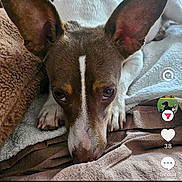 Sanka participe au concours pour gagner de l'argent avec cette photo : dog, jack_russell, doberman, mixed_breed, pet, animal, wide_ears, brown_and_white, white_stripe, lying_down, blanket, bed, indoor, portrait, close_up, resting, looking_at_camera, social_media, smartphone_screenshot, black_background