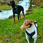 Rosco Et Sanka participe au concours pour gagner de l'argent avec cette photo : dogs, doberman, terrier, black_and_tan_dog, white_and_brown_dog, outdoors, forest, waterfall, stream, grass, nature, scenic, pets, dog_harness, dog_collar, standing, animal_portrait, travel, water, text_overlay