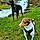 Rosco Et Sanka