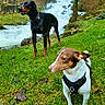 dogs, doberman, terrier, black_and_tan_dog, white_and_brown_dog, outdoors, forest, waterfall, stream, grass, nature, scenic, pets, dog_harness, dog_collar, standing, animal_portrait, travel, water, text_overlay