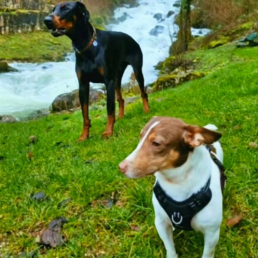 Rosco Et Sanka