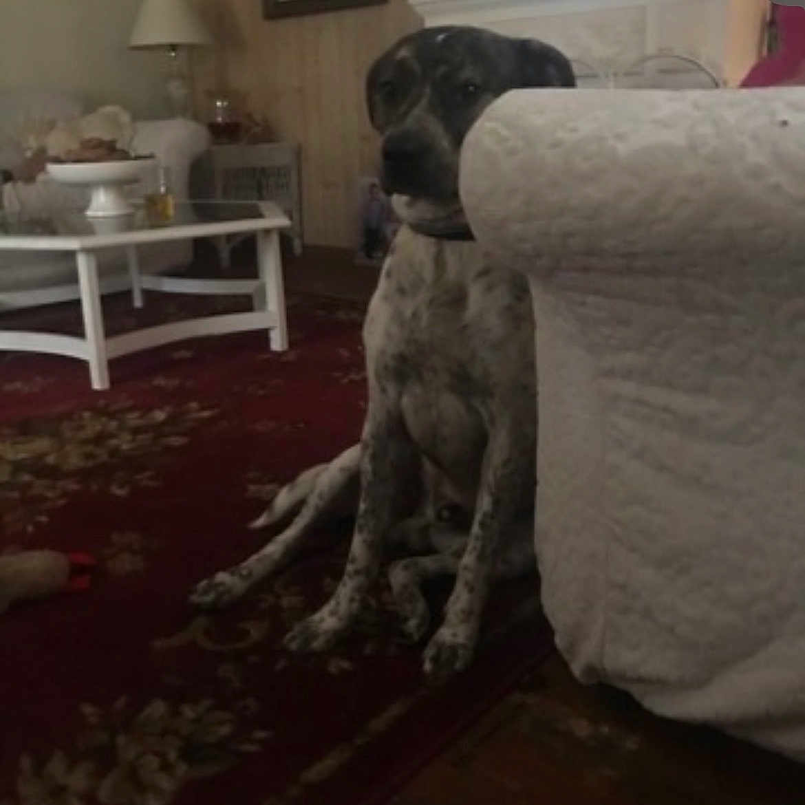Zeus is registered to the contest to win money with this photo: dog, indoor, carpet, couch, furniture, living_room, lamp, table, pattern, spotted_dog, pet, home, relaxed, sitting, decor, wooden_floor, cozy, quiet, animal, domestic