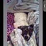 Zeus joined the competition — help win amazing prizes! dog, sleeping, blanket, cozy, resting, animal, pet, fur, pattern, fabric, bed, comfort, indoor, cute, snuggled, warm, soft, relaxed, spotted, colorful