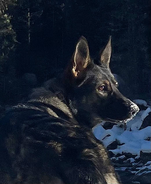 Luna is registered to the contest to win money with this photo: ancient_dog_breeds, art, canidae, canis, carnivore, darkness, dog, dog_breed, fur, illustration, painting, snout, snow, sporting_group, terrestrial_animal, tree, whiskers, wildlife, working_animal, working_dog