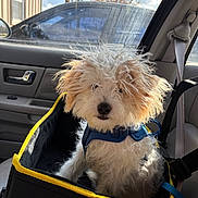 Charlie joined the competition — help win amazing prizes! dog, pet_car_seat, car_interior, curly_fur, fluffy, sunlight, window, seatbelt, blue_harness, yellow_trim, vehicle, door_handle, outdoor, tree, cloudy_sky, seat, black, white, brown, small_dog