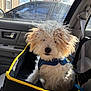 dog, pet_car_seat, car_interior, curly_fur, fluffy, sunlight, window, seatbelt, blue_harness, yellow_trim, vehicle, door_handle, outdoor, tree, cloudy_sky, seat, black, white, brown, small_dog