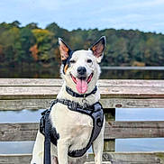 Duke is registered to the contest to win money with this photo: dog, canine, pet, outdoor, lake, dock, wood, harness, tongue_out, happy, nature, water, trees, summer, animal, sitting, ears_up, smiling, leash, daytime