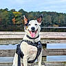 dog, canine, pet, outdoor, lake, dock, wood, harness, tongue_out, happy, nature, water, trees, summer, animal, sitting, ears_up, smiling, leash, daytime