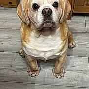 Spud joined the competition — help win amazing prizes! dog, pet, indoor, wooden_floor, brown_dog, looking_up, ears, snout, furniture, cabinet, speaker, flooring, cute, animal, domestic_animal, canine, sitting, portrait, household, companion