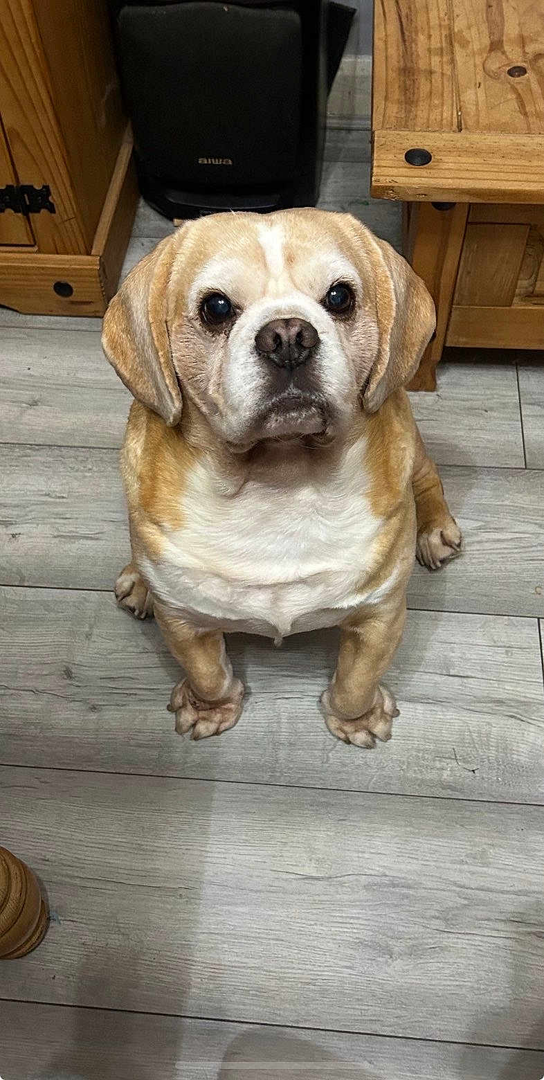 Spud joined the competition — help win amazing prizes! dog, pet, indoor, wooden_floor, brown_dog, looking_up, ears, snout, furniture, cabinet, speaker, flooring, cute, animal, domestic_animal, canine, sitting, portrait, household, companion