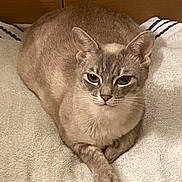 Blue joined the competition — help win amazing prizes! cat, gray_cat, towel, box, indoor, animal, pet, feline, resting, looking_at_camera, soft_texture, fur, ears, whiskers, Disney, Stitch, blanket, closeup, cute, domestic_animal