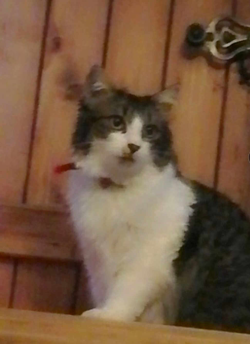 Pouky