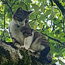 Mia participe au concours pour gagner de l'argent avec cette photo : alert, animal, branch, cat, claws, closeup, curious, daylight, forest, fur, green_leaves, mammal, moss, nature, outdoor, perched, pet, tree, whiskers, wildlife