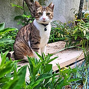 Mia participe au concours pour gagner de l'argent avec cette photo : alert, animal, bench, cat, closeup, collar, domestic_animal, fur, garden, greenery, leaf, mammal, nature, outdoor, pet, plants, portrait, sitting, tabby_cat, whiskers