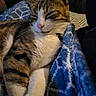 Mia participe au concours pour gagner de l'argent avec cette photo : animal, blanket, blue, cat, closeup, comfort, cozy, cute, domestic, feline, fur, indoor, pattern, pet, relaxed, resting, sleeping, tabby, warm, whiskers