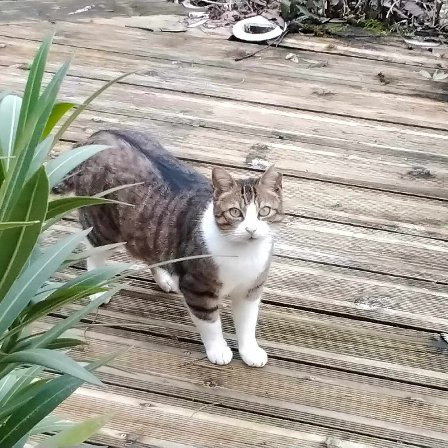 Mia participe au concours pour gagner de l'argent avec cette photo : alert, animal, background, cat, closeup, curious, daylight, feline, green_leaves, looking_at_camera, nature, outdoor, pet, plants, tabby, texture, white_chest, white_paws, wood, wooden_deck