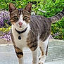 animal, cat, close_up, collar, curious, daylight, feline, flowers, garden, green_eyes, mammal, nature, outdoor, pet, plants, portrait, standing, tabby, tail, whiskers