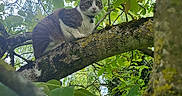Mia participe au concours pour gagner de l'argent avec cette photo : animal, branch, cat, closeup, collar, curious, daylight, eyes, forest, fur, greenery, leaves, moss, nature, outdoor, perched, pet, tree, whiskers, wildlife