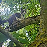 animal, branch, cat, closeup, collar, curious, daylight, eyes, forest, fur, greenery, leaves, moss, nature, outdoor, perched, pet, tree, whiskers, wildlife