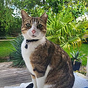 Mia a rejoint le concours — aidez-le/la à gagner de superbes lots ! animal, cat, closeup, collar, cute, domestic_cat, feline, fur, garden, greenery, leaf, nature, outdoor, pet, plant, portrait, sitting, tabby, whiskers, wooden_deck