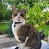 animal, cat, closeup, collar, cute, domestic_cat, feline, fur, garden, greenery, leaf, nature, outdoor, pet, plant, portrait, sitting, tabby, whiskers, wooden_deck