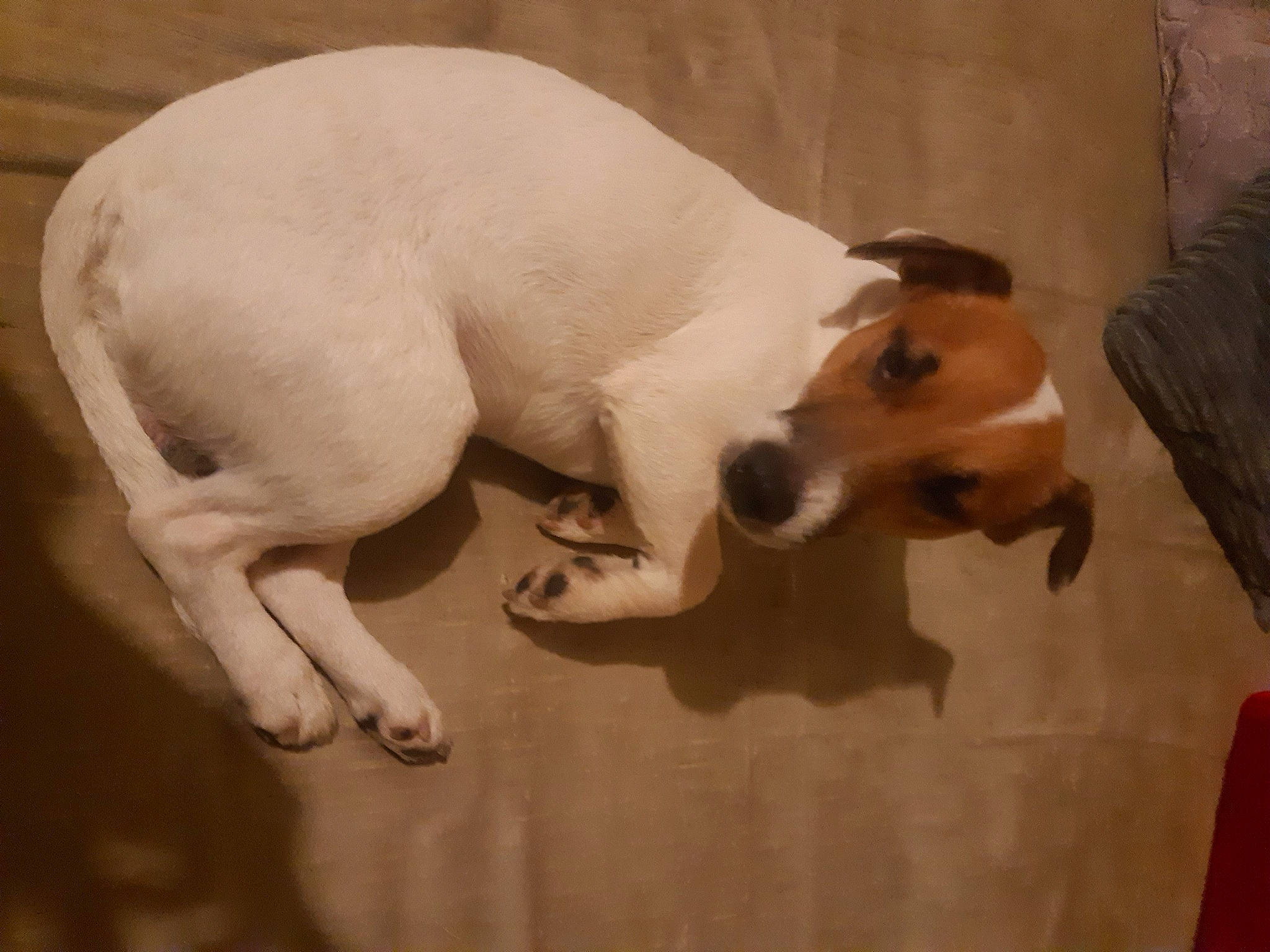 Marlo a rejoint le concours — aidez-le/la à gagner de superbes lots ! canidae, carnivore, comfort, companion_dog, dog, dog_breed, dog_supply, ear, fawn, flooring, hardwood, paw, pet_supply, snout, sporting_group, tail, terrestrial_animal, whiskers, wood, working_animal