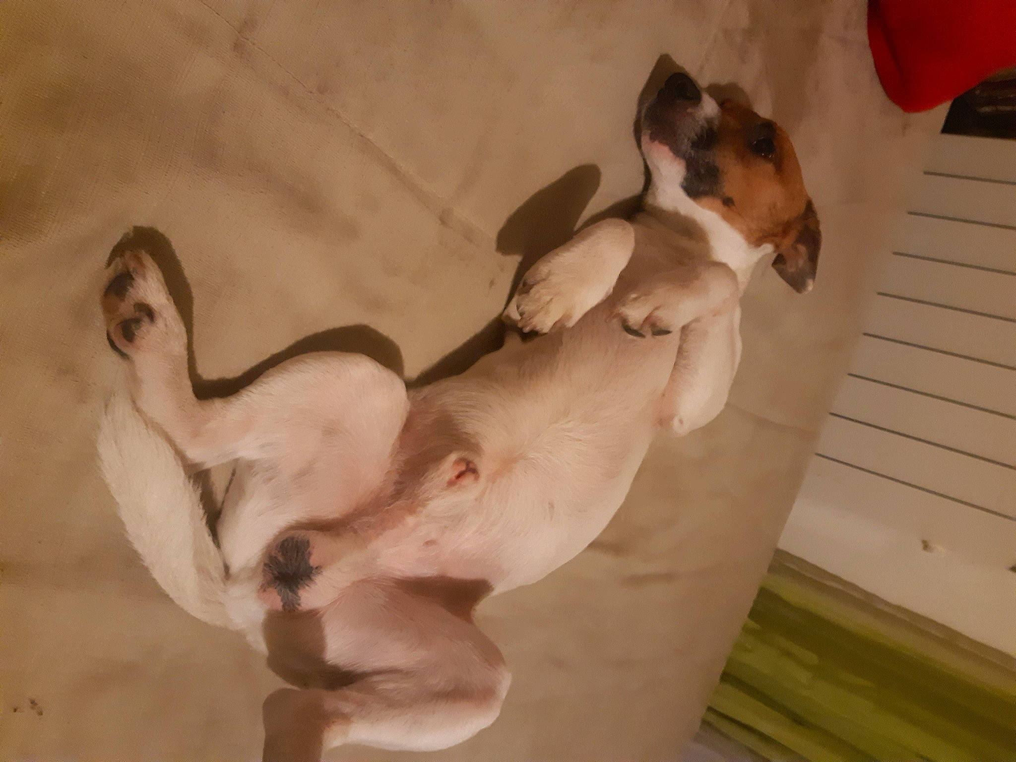 Marlo a rejoint le concours — aidez-le/la à gagner de superbes lots ! art, carnivore, chest, comfort, companion_dog, dog, dog_bed, dog_breed, fawn, flooring, linens, paw, sculpture, tail, terrestrial_animal, trunk, visual_arts, water_bird, wing, wood