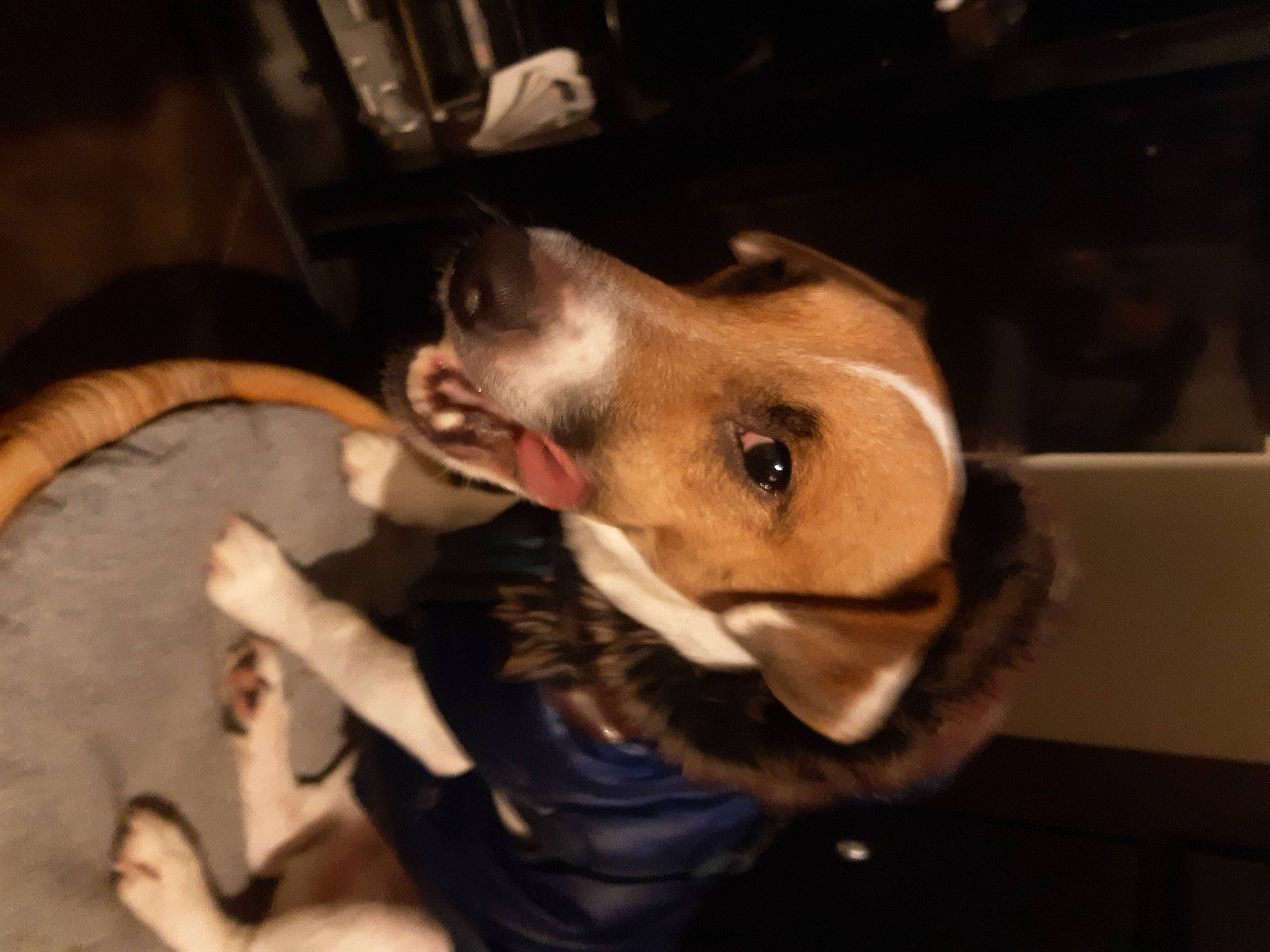 Marlo participe au concours pour gagner de l'argent avec cette photo : canidae, carnivore, comfort, companion_dog, dog, dog_breed, ear, fawn, fun, fur, guard_dog, jaw, non_sporting_group, selfie, snout, sporting_group, working_animal