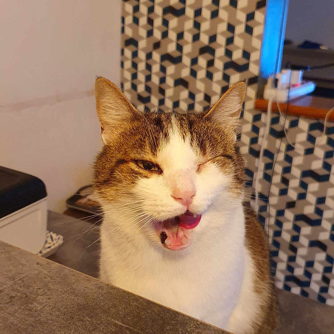 Patricia Jernigan a rejoint le concours — aidez-le/la à gagner de superbes lots ! animal, brown_and_white, cat, close_up, counter, domestic_animal, ears, feline, funny_expression, fur, geometric_pattern, household, indoor, mouth_open, one_eye_closed, pet, table, tongue, wall, whiskers