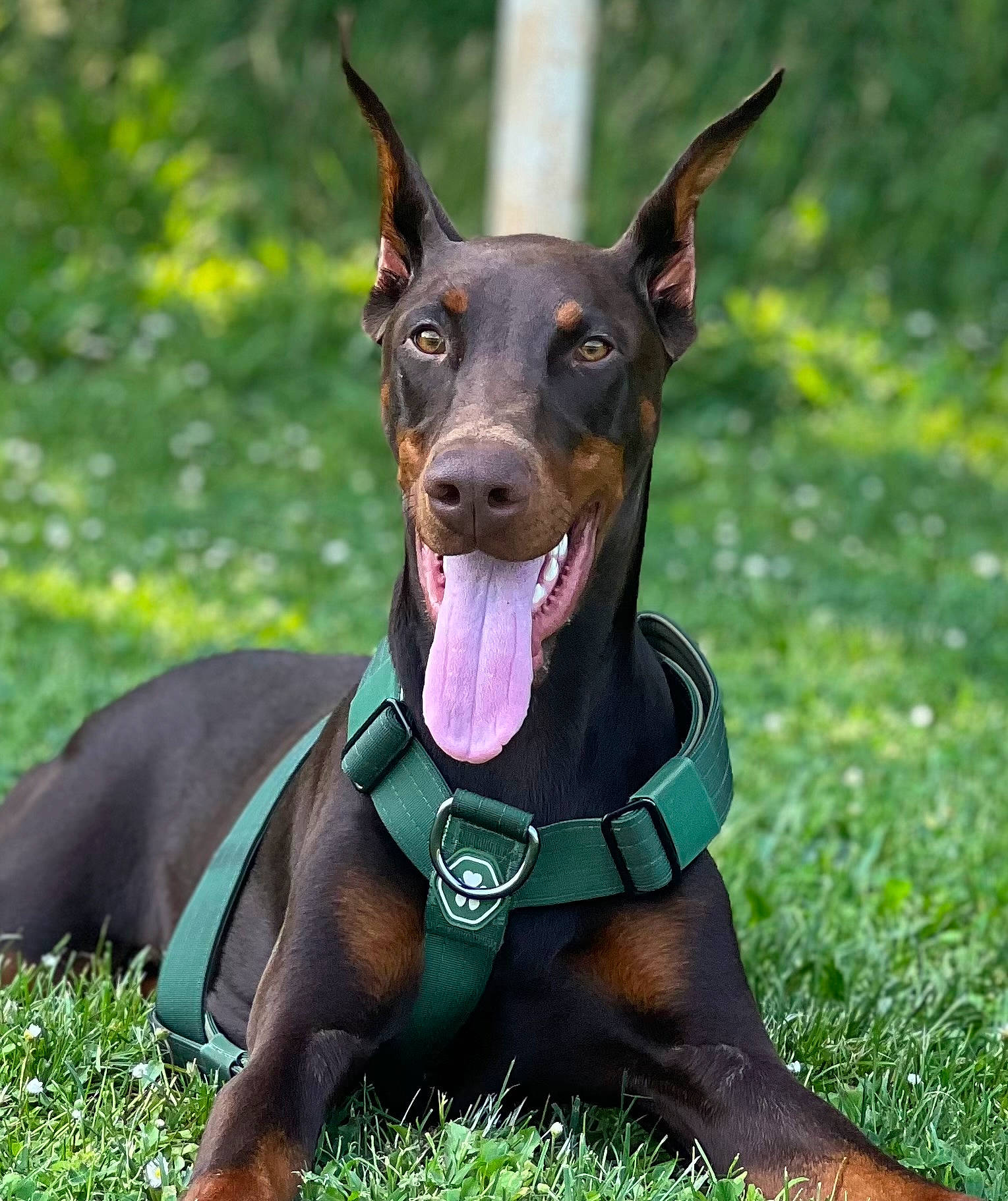 Lagertha participe au concours pour gagner de l'argent avec cette photo : canidae, carnivore, collar, companion_dog, dobermann, dog, dog_breed, dog_collar, fawn, grass, guard_dog, liver, personal_protective_equipment, pinscher, plant, prazsky_krysarik, snout, sporting_group, toy_dog, working_animal