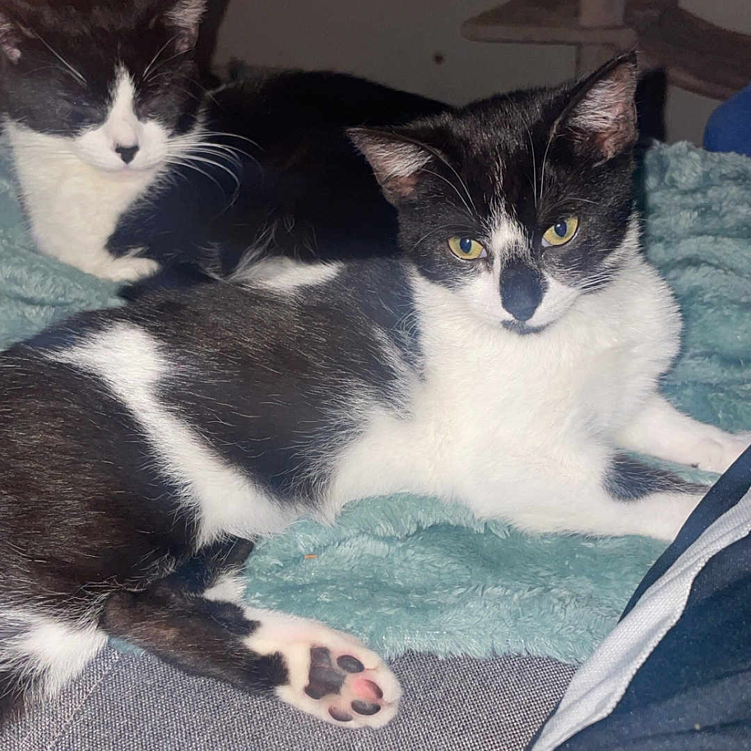 Bella Trix is registered to the contest to win money with this photo: animal, black_and_white, blanket, cat, companion, cozy, cute, domestic, feline, fur, indoor, paw, pet, portrait, relaxed, resting, sleeping, soft, two_cats, whiskers