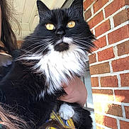 Daisy joined the competition — help win amazing prizes! animal, black_and_white, brick_wall, cat, close_up, colorful_clothing, curious, face, fluffy, fur, golden_eyes, hand, holding, mammal, outdoor, person, pet, portrait, sunlight, whiskers