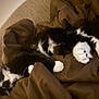 animal, black_and_white, blanket, cat, claws, comfort, couch, cozy, domestic, feline, fur, home, indoor, paw, pet, relaxation, resting, sleeping, soft, whiskers