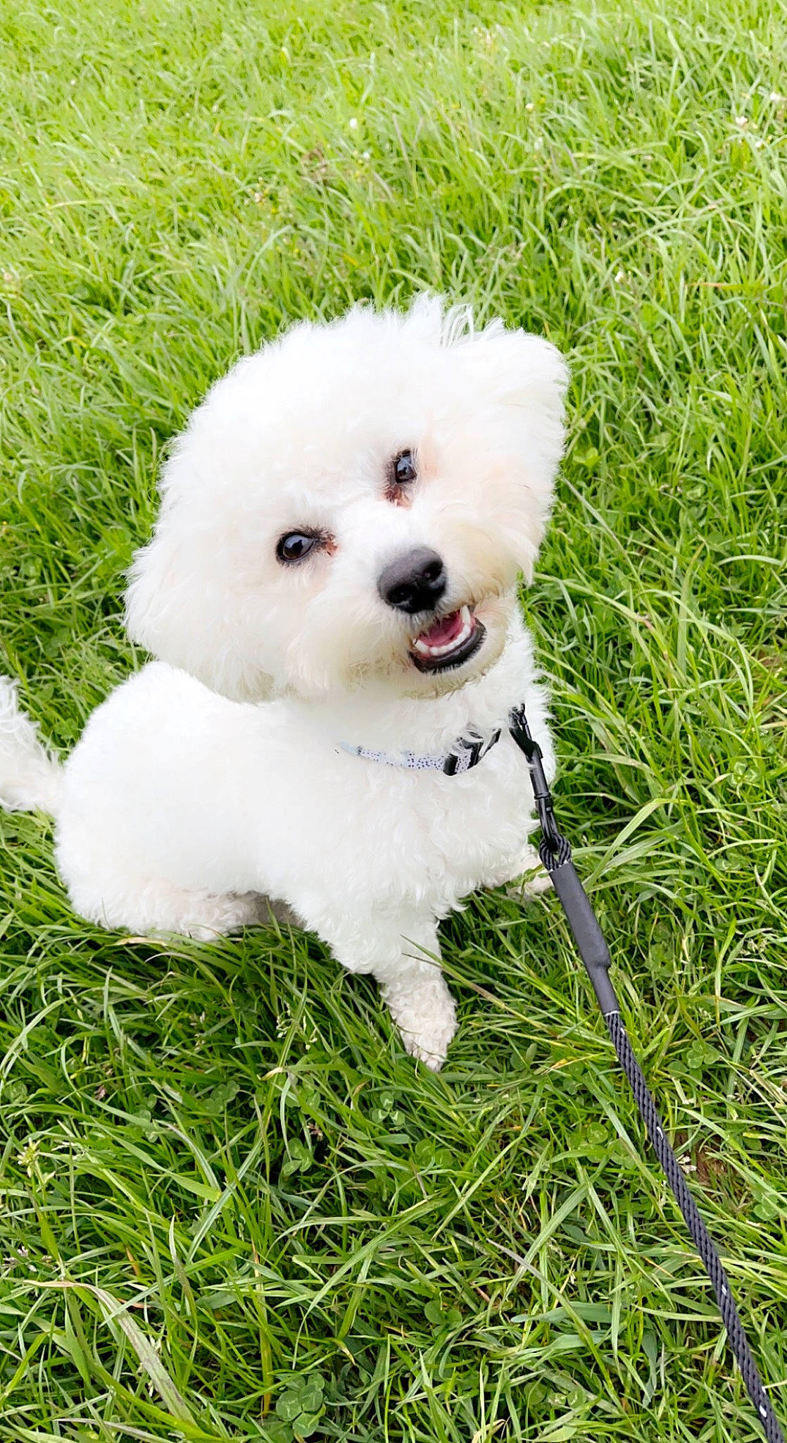 Pippa joined the competition — help win amazing prizes! ball, canidae, carnivore, collar, companion_dog, dog, dog_breed, dog_supply, fashion_accessory, grass, maltepoo, non_sporting_group, plant, puppy, snout, sporting_group, sports_equipment, toy, toy_dog, working_animal