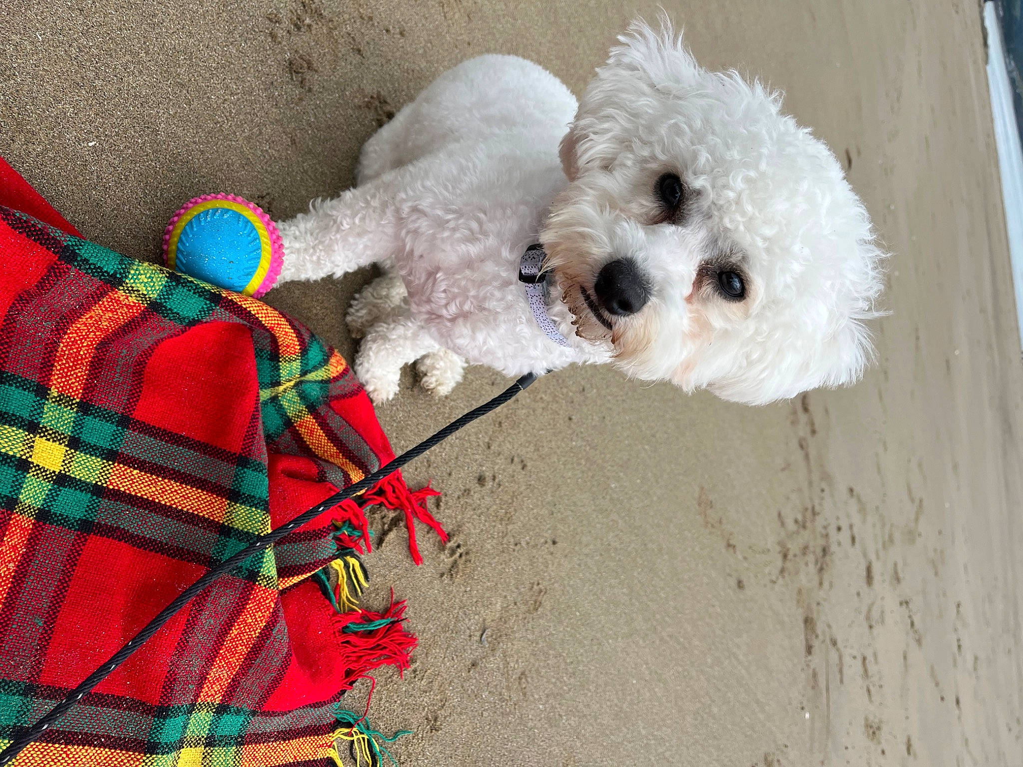 Pippa is registered to the contest to win money with this photo: art, canidae, carnivore, collar, companion_dog, creative_arts, dog, dog_breed, dog_clothes, dog_supply, fashion_accessory, magenta, poodle, snout, sporting_group, stuffed_toy, textile, toy, toy_dog, wool
