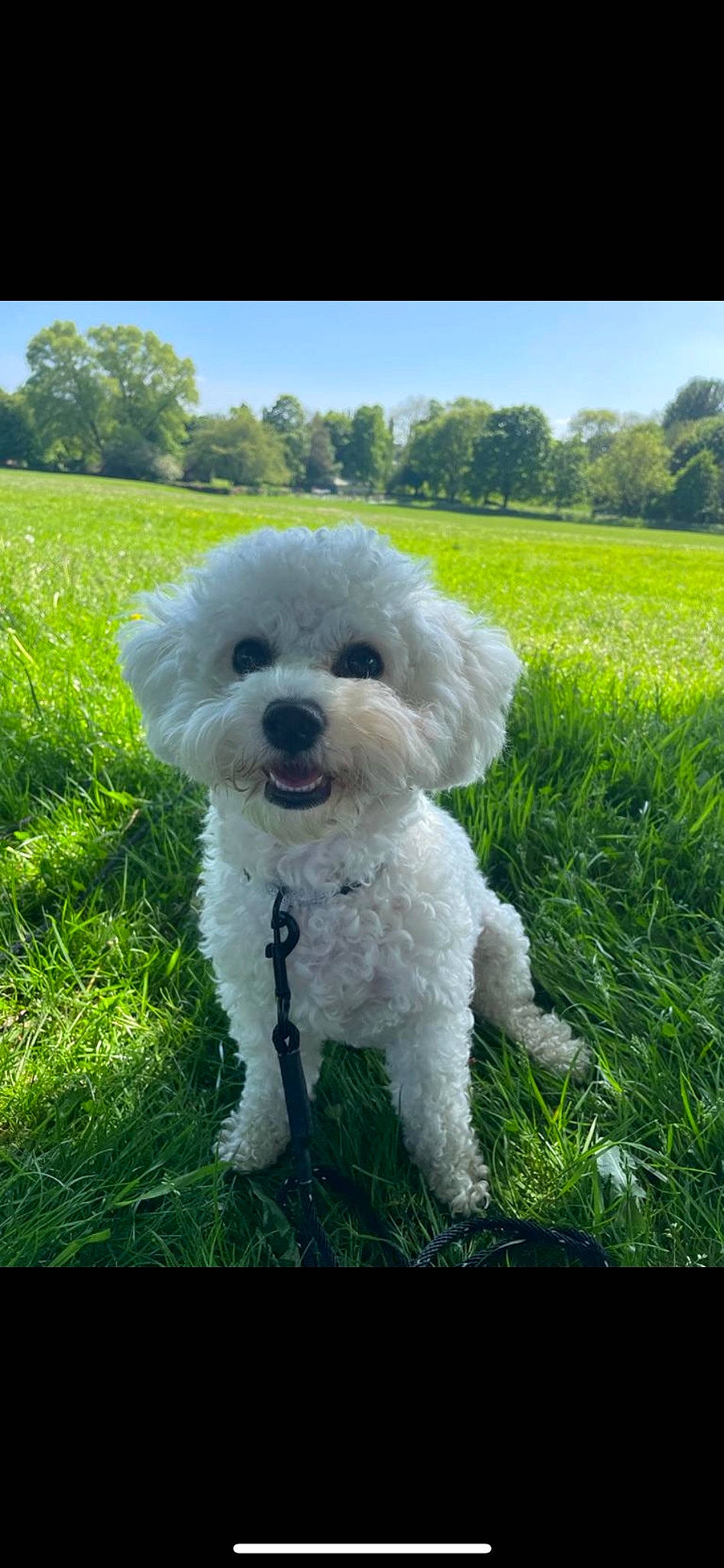 Pippa is registered to the contest to win money with this photo: canidae, carnivore, companion_dog, dog, dog_breed, dog_collar, grass, grassland, happy, plant, poodle, sky, snout, sporting_group, tennis_ball, terrier, toy_dog, tree, water_dog, working_animal