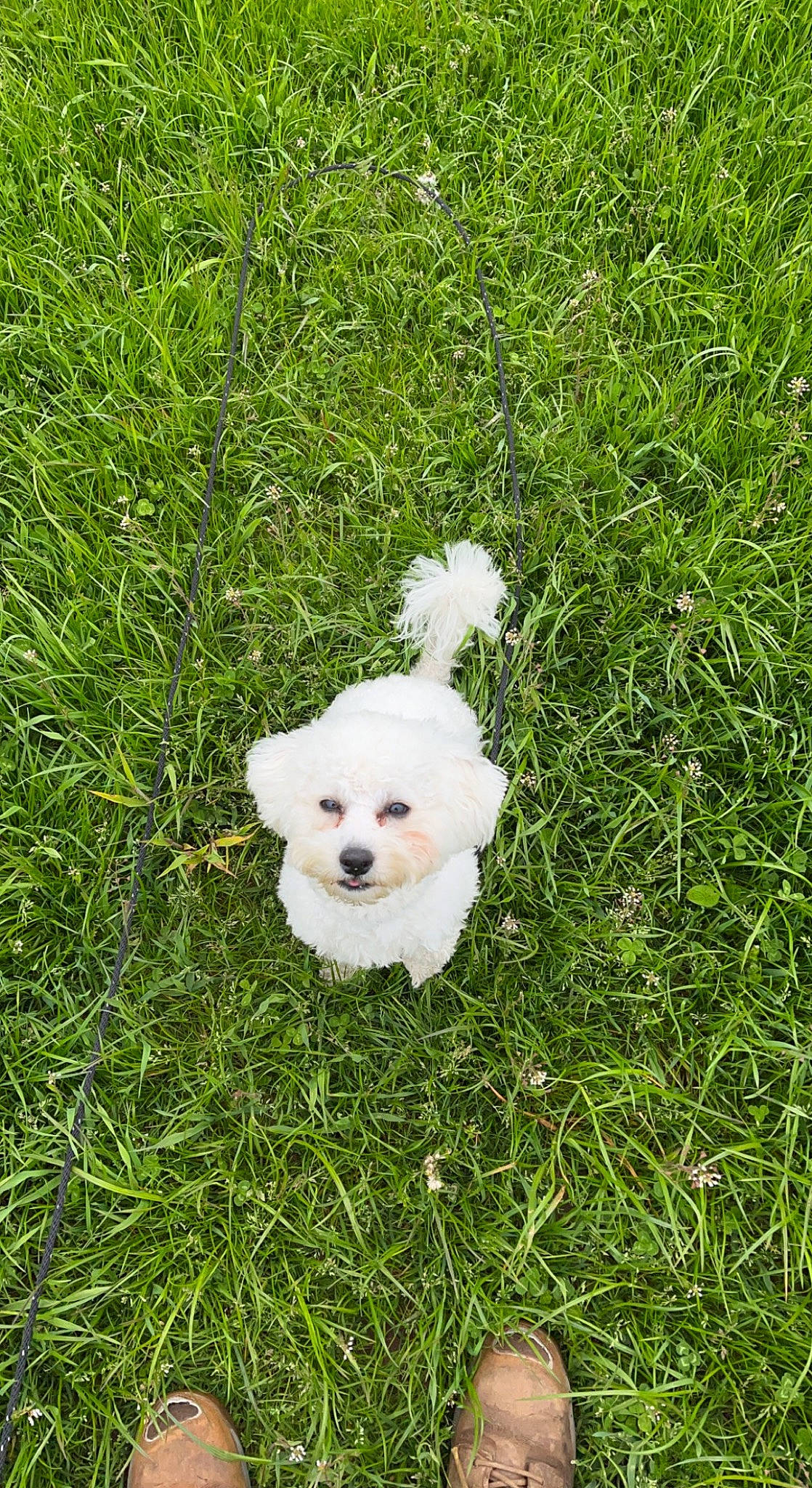 Pippa is registered to the contest to win money with this photo: bichon, canidae, carnivore, companion_dog, dog, dog_breed, grass, grassland, groundcover, maltepoo, non_sporting_group, plant, poodle_crossbreed, puppy, small_terrier, sporting_group, toy_dog, working_animal