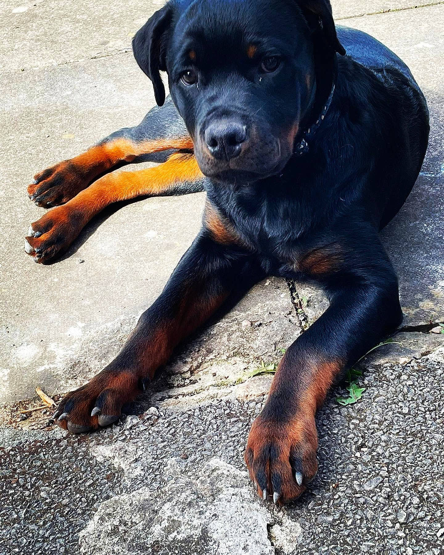 Reggie joined the competition — help win amazing prizes! borador, canidae, carnivore, collar, companion_dog, dog, dog_breed, dog_collar, fawn, guard_dog, hound, hunting_dog, molosser, montenegrin_mountain_hound, paw, tail, terrestrial_animal, working_animal, working_dog