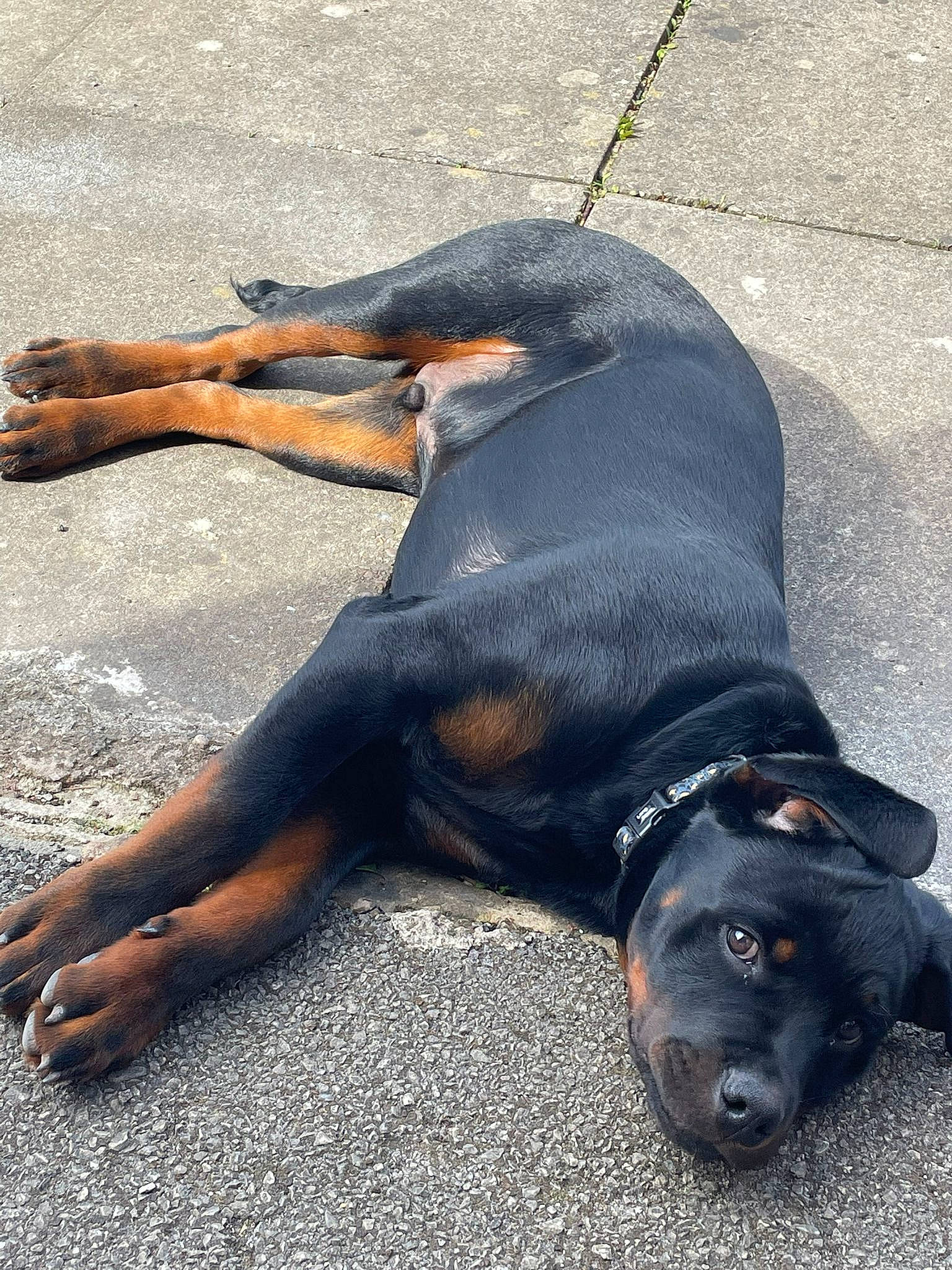 Reggie joined the competition — help win amazing prizes! asphalt, canidae, carnivore, collar, companion_dog, dog, dog_breed, fawn, fender, guard_dog, hunting_dog, pet_supply, road_surface, snout, sporting_group, tail, terrestrial_animal, working_animal, working_dog