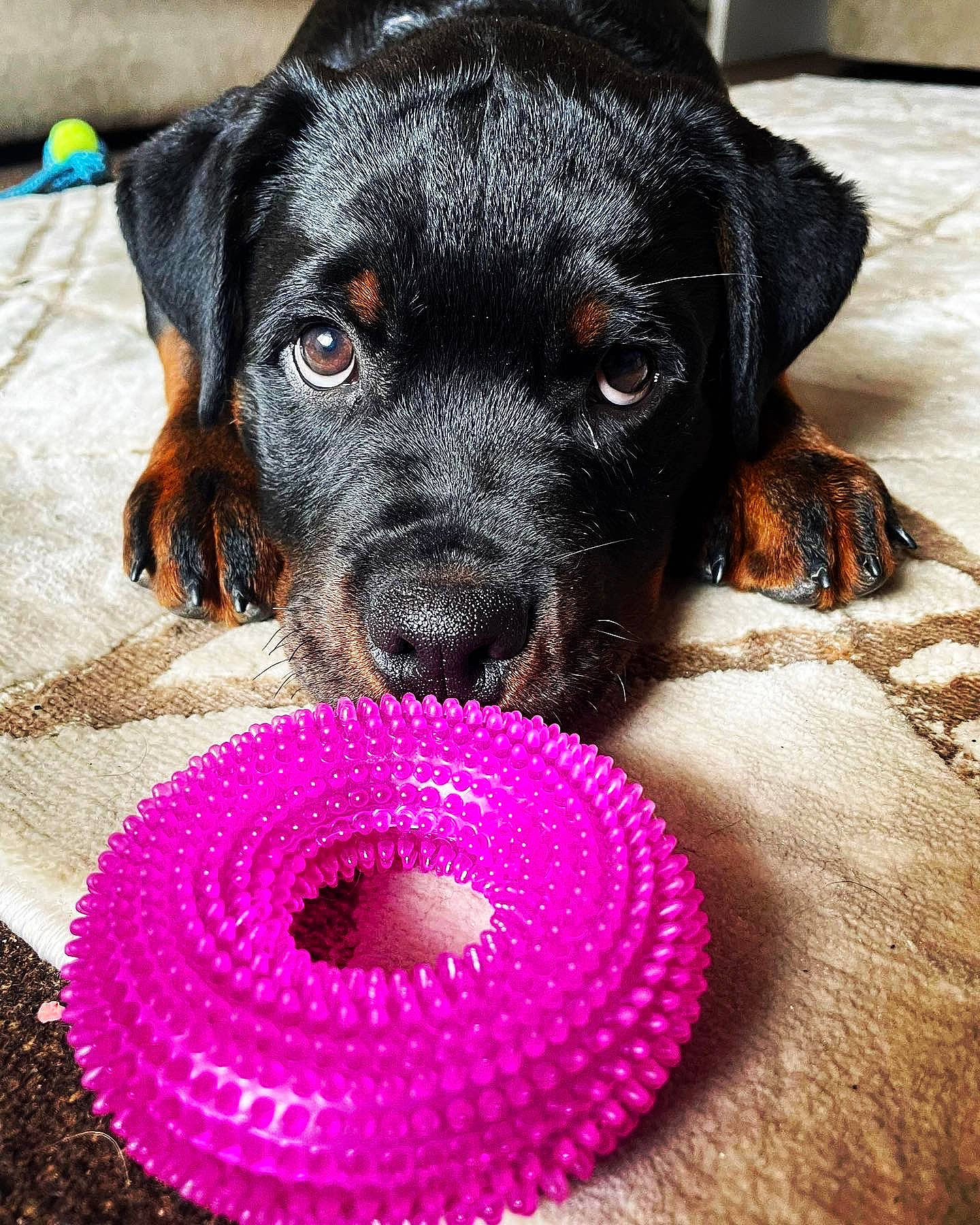 Reggie joined the competition — help win amazing prizes! canidae, carnivore, circle, collar, companion_dog, dog, dog_breed, dog_collar, dog_supply, fashion_accessory, fawn, fur, pattern, paw, pet_supply, snout, sporting_group, toy_dog, whiskers, working_animal