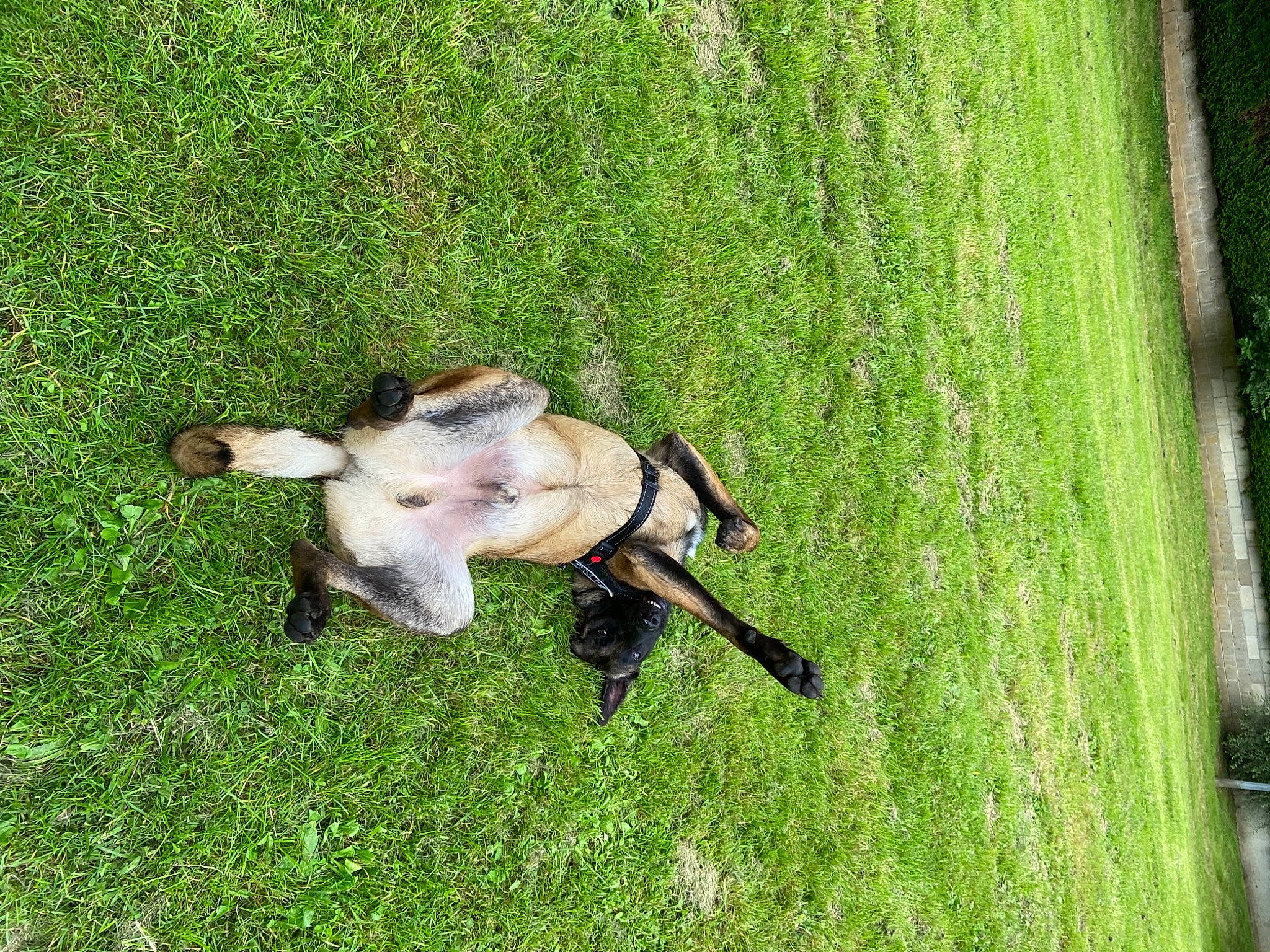 Ranger a rejoint le concours — aidez-le/la à gagner de superbes lots ! carnivore, companion_dog, dog, dog_breed, fawn, grass, grass_family, grassland, groundcover, lawn, pasture, plant, recreation, snout, sporting_group, tail, terrestrial_animal, trunk, wood, working_animal