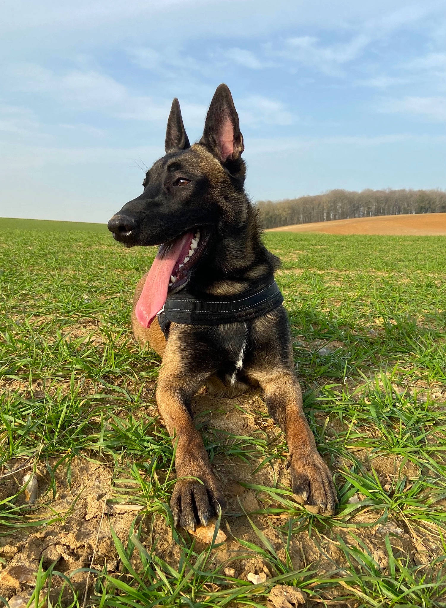 Ranger a rejoint le concours — aidez-le/la à gagner de superbes lots ! canidae, carnivore, cloud, dog, dog_breed, dog_supply, east_european_shepherd, fawn, german_shepherd_dog, grass, grassland, guard_dog, herding_dog, plant, recreation, sky, snout, sporting_group, working_animal, working_dog