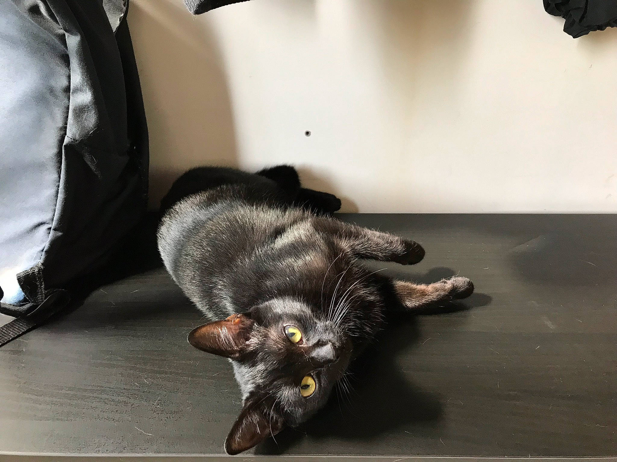 Opium a rejoint le concours — aidez-le/la à gagner de superbes lots ! black_cat, canidae, carnivore, cat, claw, comfort, companion_dog, dog_breed, domestic_short_haired_cat, fashion_accessory, felidae, flooring, foot, fur, paw, small_to_medium_sized_cats, snout, sporting_group, tail, whiskers