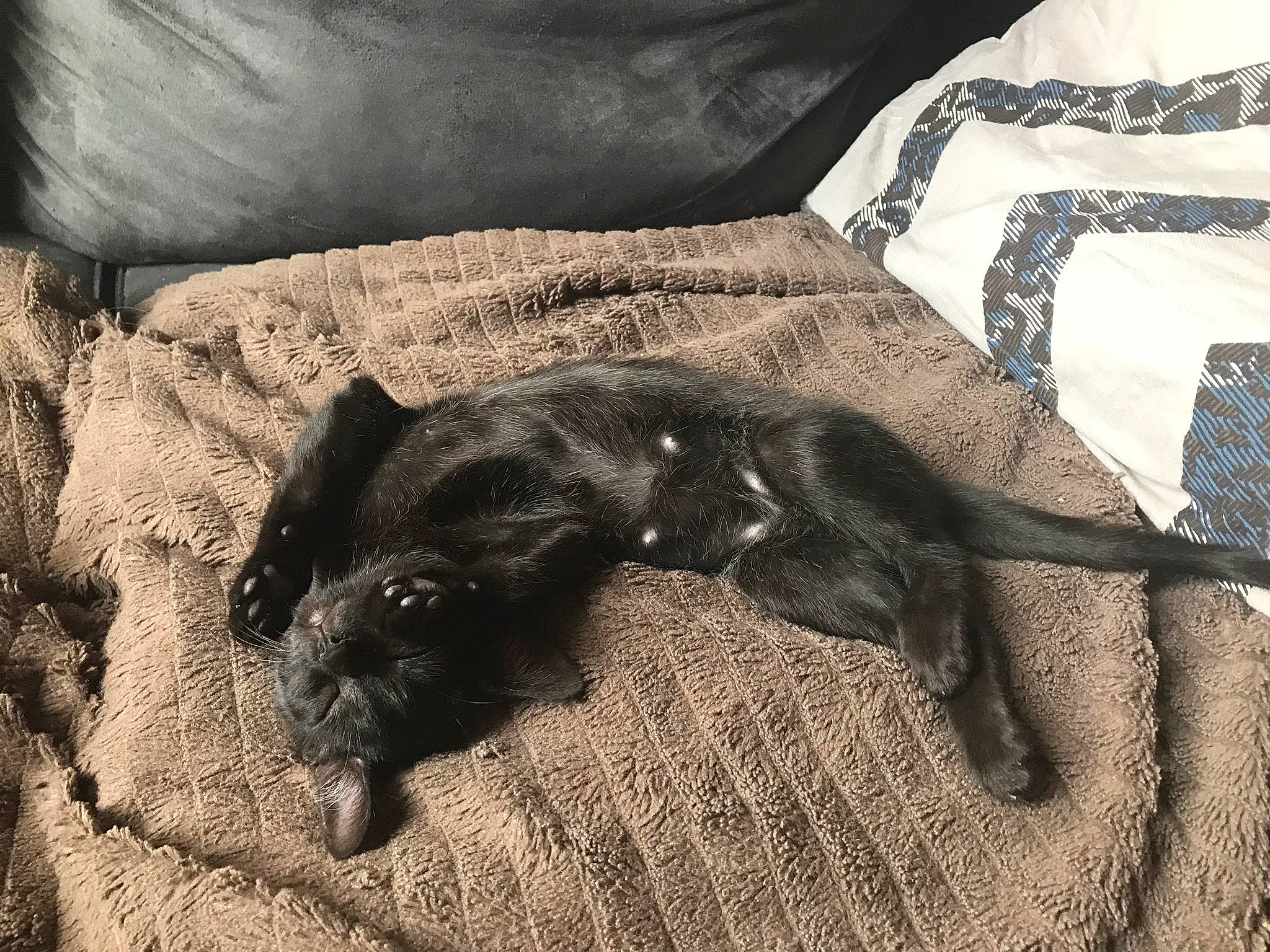 Opium participe au concours pour gagner de l'argent avec cette photo : black_cat, carnivore, claw, comfort, companion_dog, dog, dog_breed, felidae, fur, grey, linens, paw, pillow, small_to_medium_sized_cats, sporting_group, tail, tints_and_shades, toy_dog, whiskers, working_animal