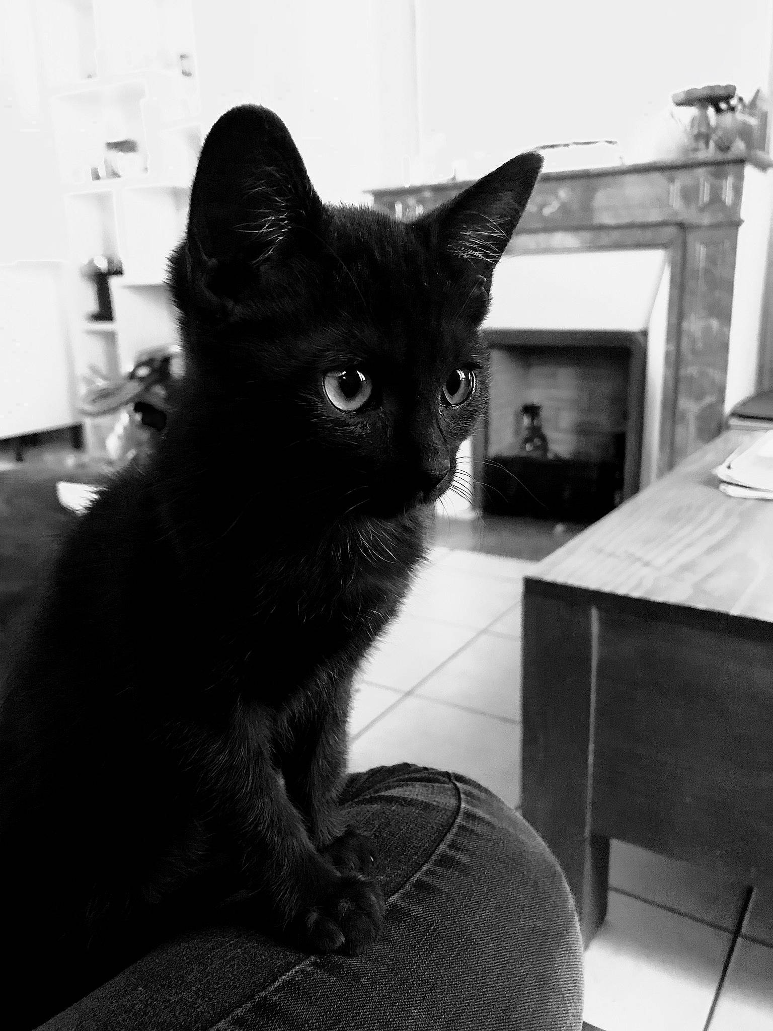 Opium a rejoint le concours — aidez-le/la à gagner de superbes lots ! black, black_and_white, black_cat, carnivore, cat, comfort, ear, eye, felidae, fur, grey, mammal, monochrome, monochrome_photography, photograph, small_to_medium_sized_cats, snout, style, vertebrate, whiskers